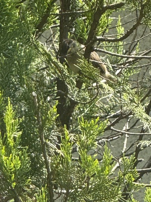 IMG_2906.jpeg