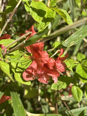 IMG_0842.jpeg
