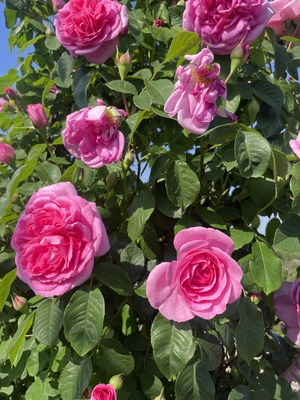 IMG_7133.jpeg