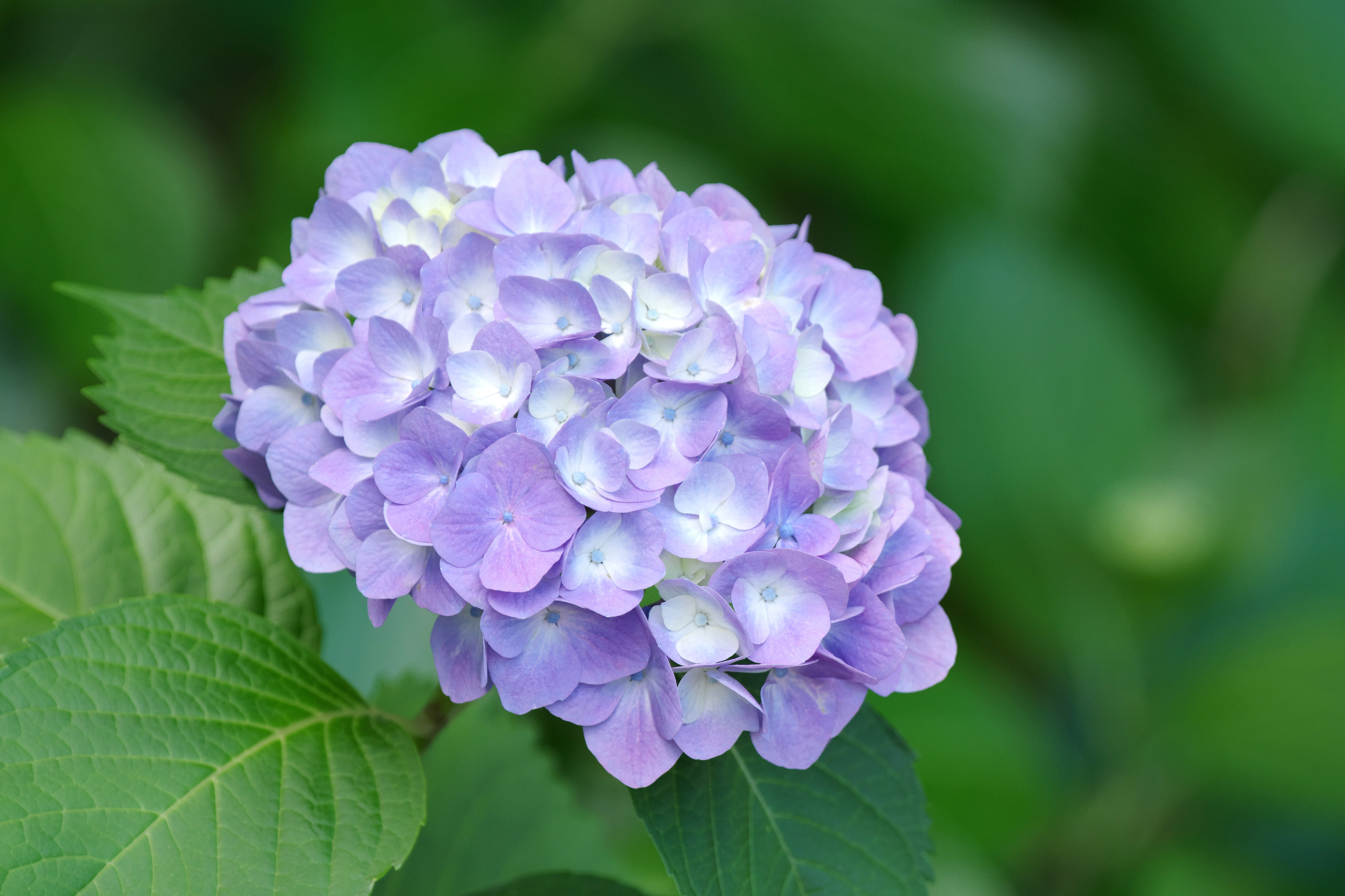 あじさい1.jpg