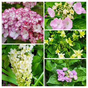 20250603_152010-COLLAGE.jpg