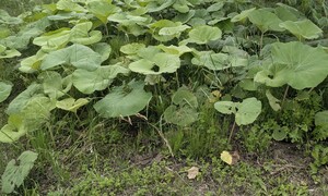 PXL_20250526_050310071.MP_2.jpg