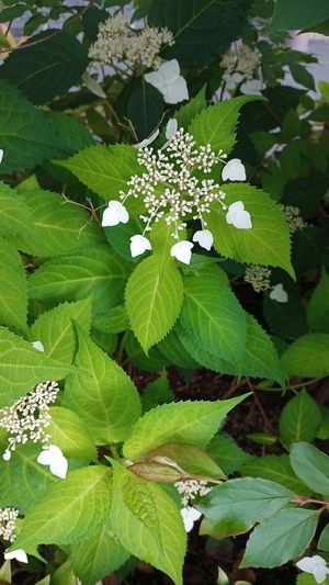 IMG_20250603_171139_133.jpg