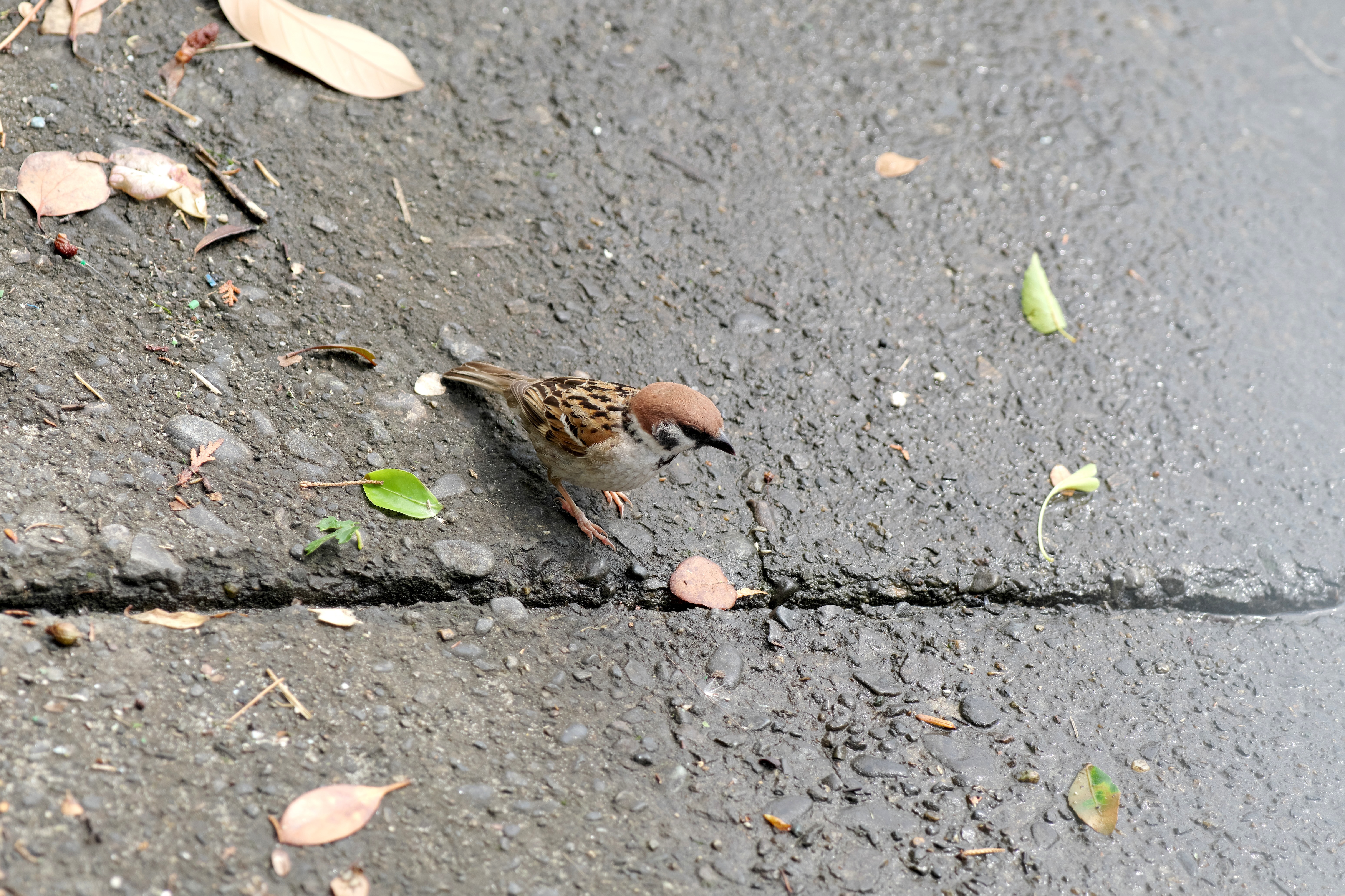 すずめ3.jpg