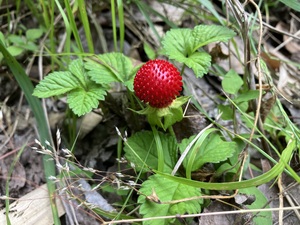 IMG_2478.jpeg