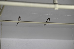 つばめ_02.JPG