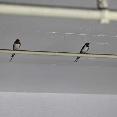つばめ_02.JPG