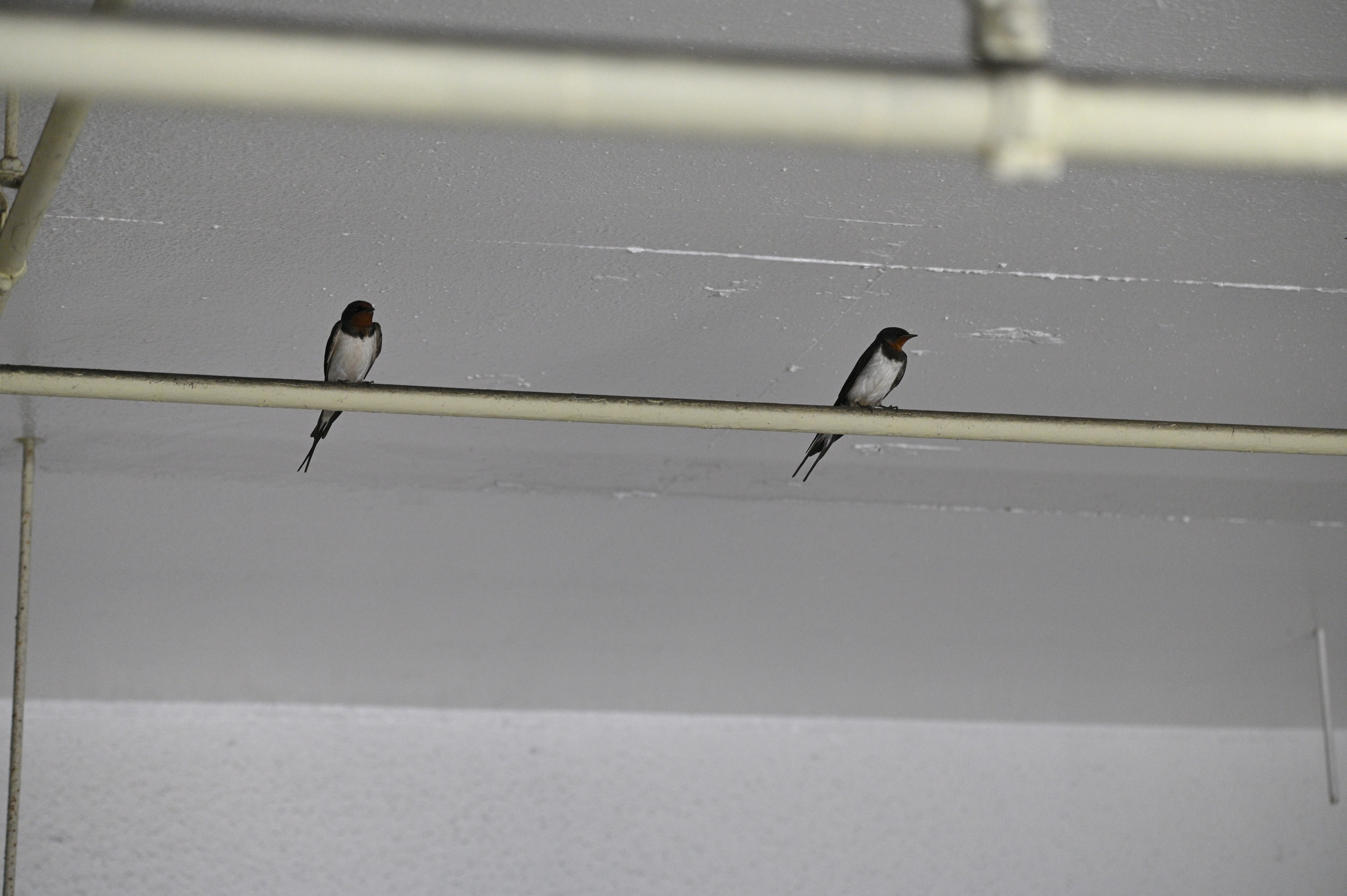 つばめ_02.JPG