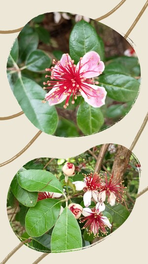 20250609_134611-COLLAGE.jpg
