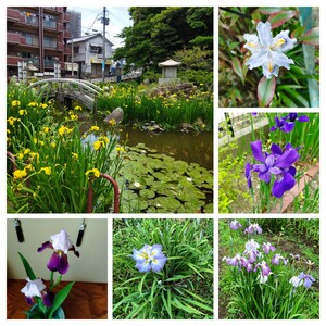 20250612_121254-COLLAGE.jpg