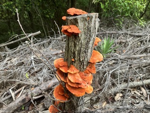 IMG_2681.jpeg