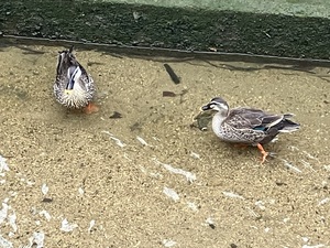 IMG_2720.jpeg