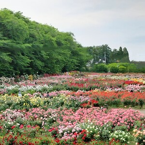 IMG20250515160356_3.jpg