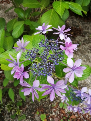 IMG_20250616_143518.jpg