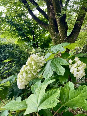 IMG_3687.jpeg
