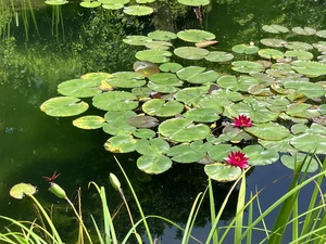 IMG_4853.jpeg