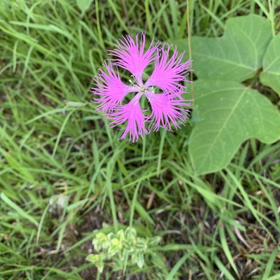 IMG_3690.jpeg