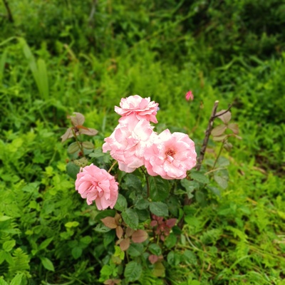 IMG_20250624_111151.jpg
