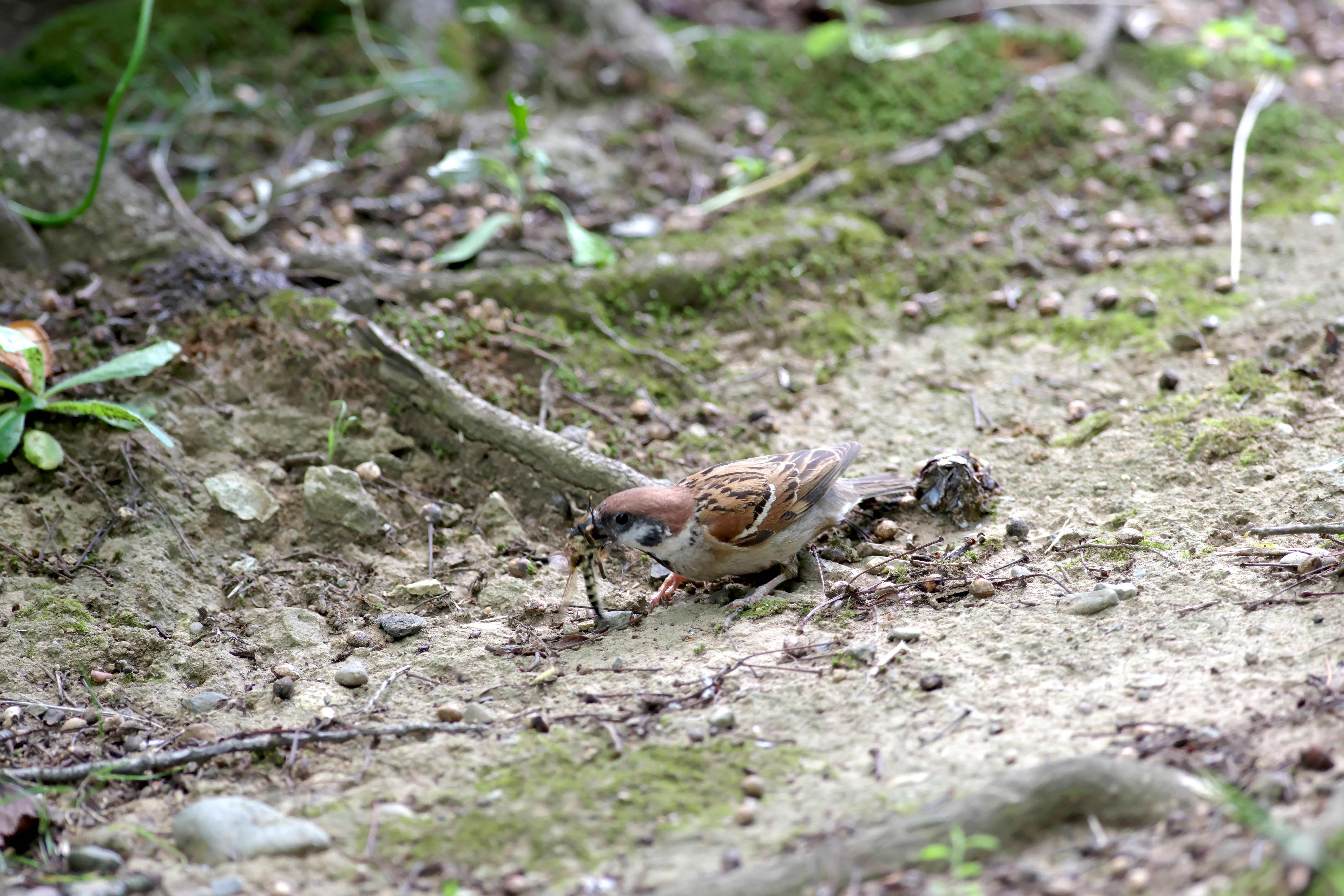 すずめ6.jpg