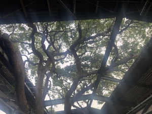 IMG_2272.JPEG