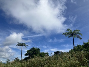 IMG_2213.jpeg