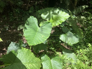IMG_2215.jpeg