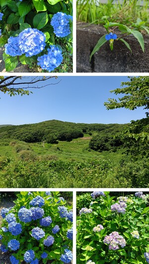 20250630_174836-COLLAGE.jpg