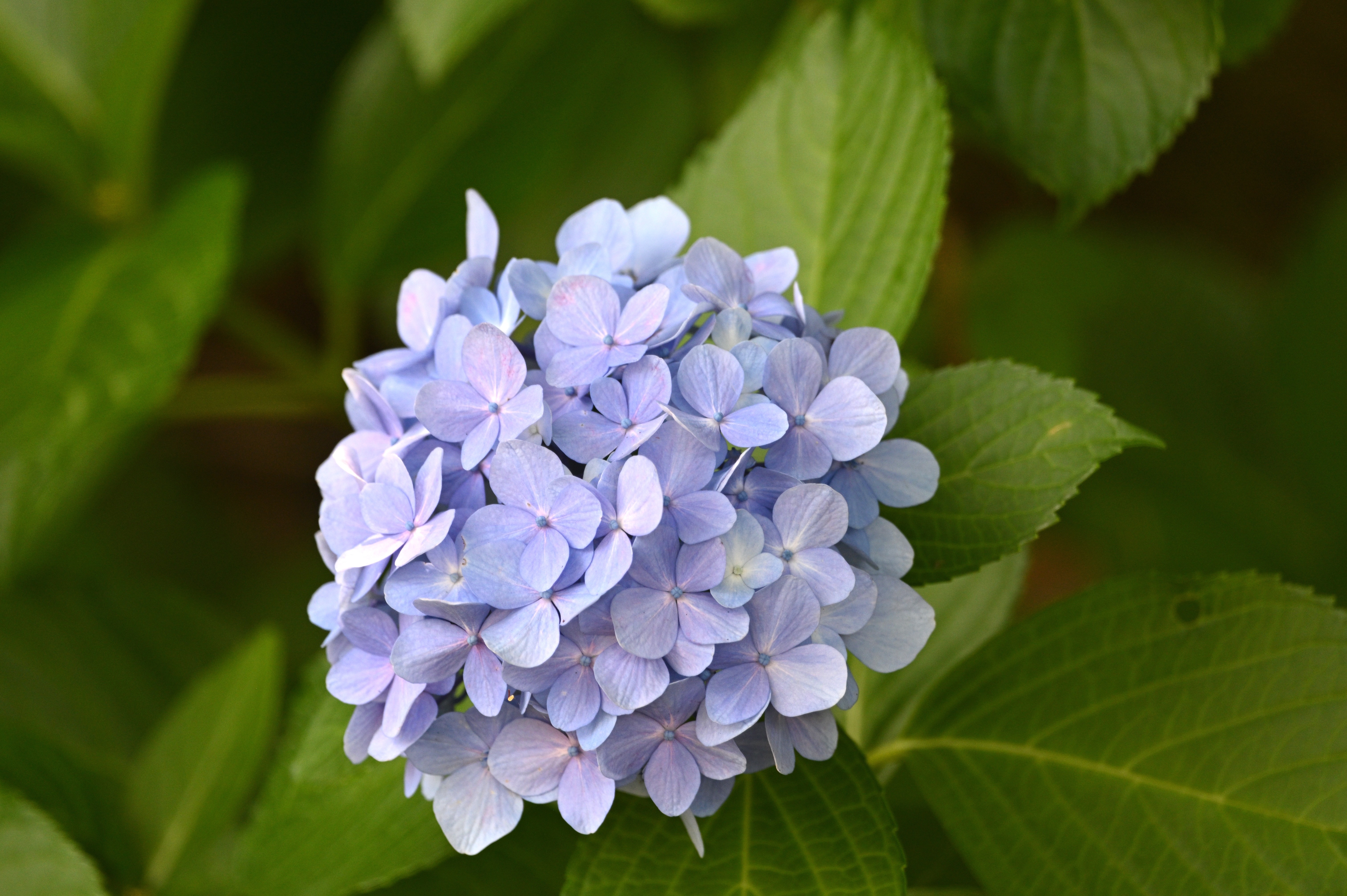 あじさい.JPG