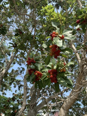 IMG_3781.jpeg