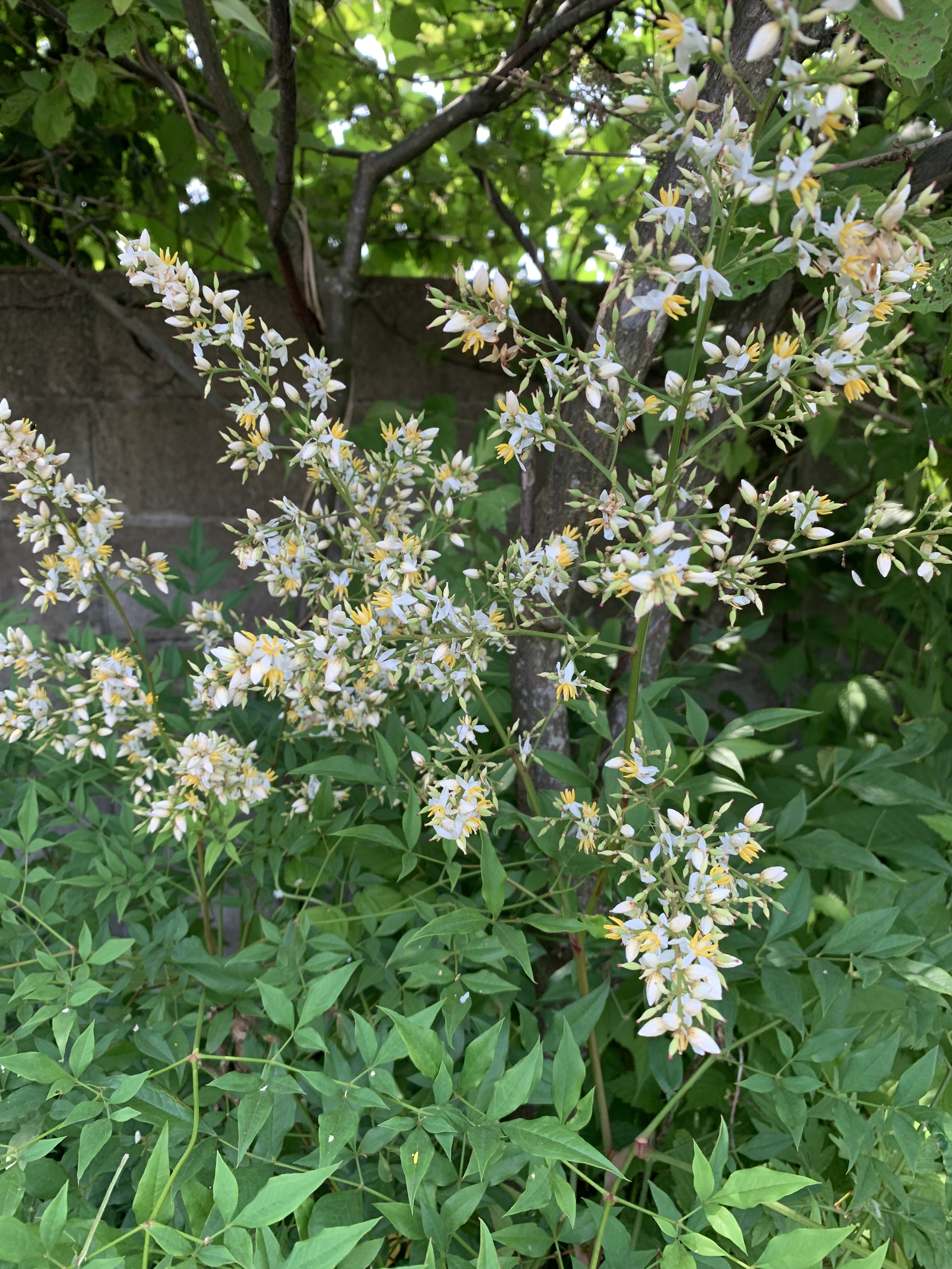 IMG_3795.jpeg