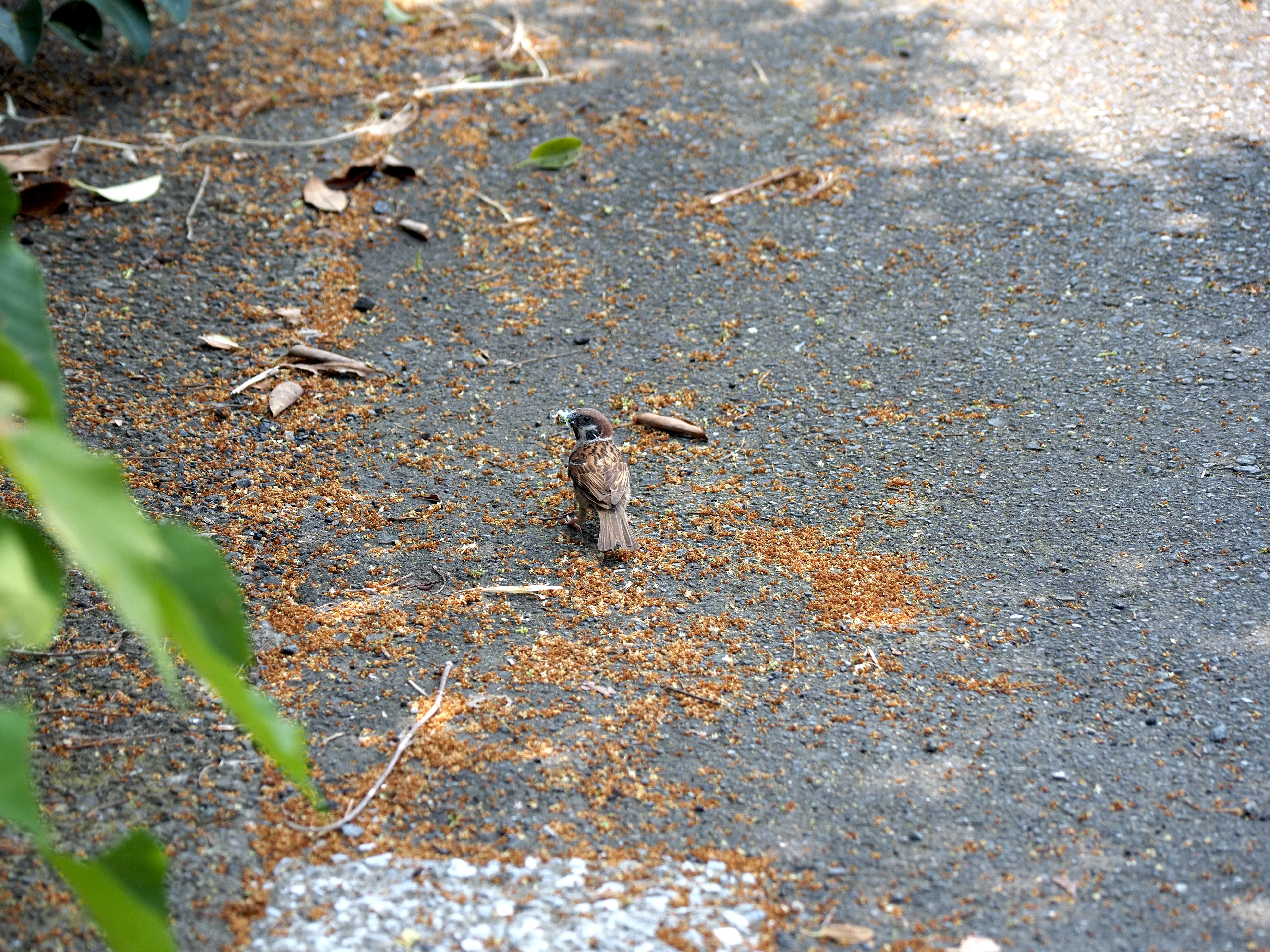 すずめ.jpg