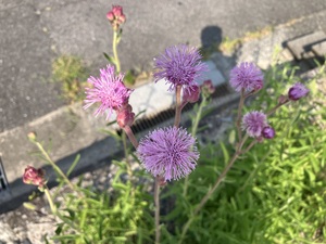 IMG_3246.jpeg