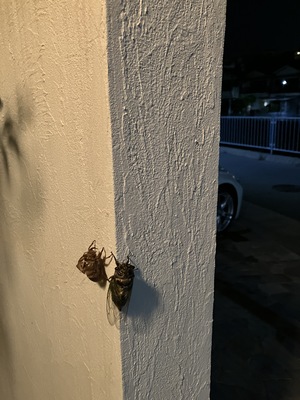 IMG_0118.jpeg
