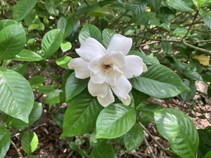 IMG_3277.jpeg