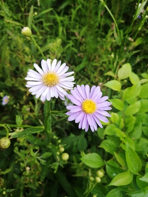 IMG_20250710_172850.jpg