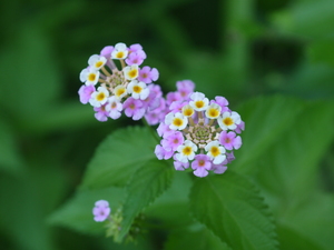P1040270.JPG