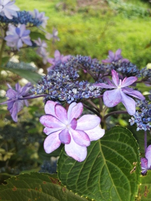 IMG_20250710_173047.jpg