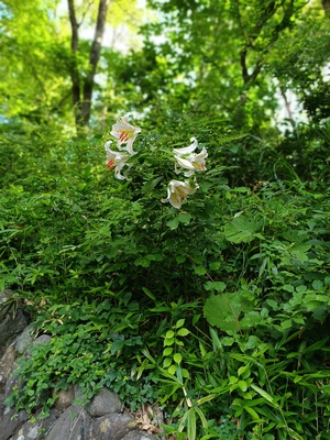 IMG_20250714_073620.jpg