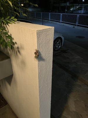 IMG_0206.jpeg