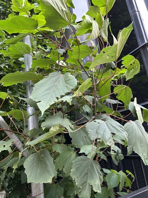 IMG_1961.jpeg
