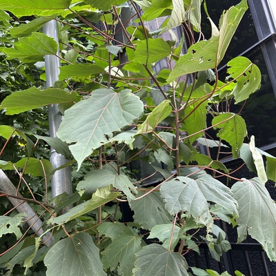 IMG_1961.jpeg