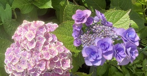 IMG_6593.jpeg