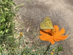 IMG_8009.jpeg