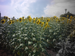 P1050105.JPG
