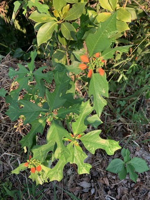 IMG_3906.jpeg