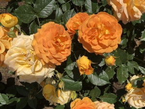 IMG_0634.jpeg