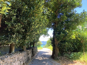 IMG_2175.jpeg