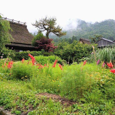 美山かやぶきの里（夏）１１.JPG