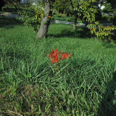 彼岸花1.jpg