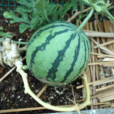 すいか.jpg